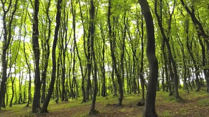 Wall Mural - Dense green summer forest with many tall trees and morning sun light.