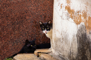 Dois gatos entre paredes de casas. Gato abandonado. Gato de rua.