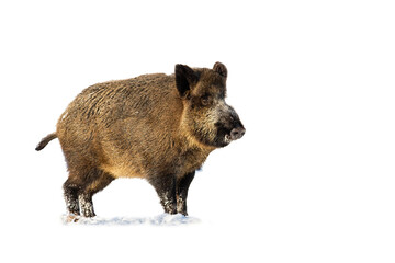 Wall Mural - wild boar, sus scrofa, standing on snow isolated on transparent background. hairy mammal looking in 