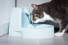 Cute Cat Drinking From Water Dispenser Or Water Fountain. Pet Thirst. Dehydration In A Cat