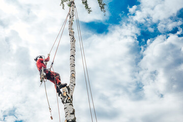 Arborist man cutting a branches with chainsaw and throw on a ground. The worker with helmet working at height on the trees. Lumberjack working with chainsaw during a nice sunny day.