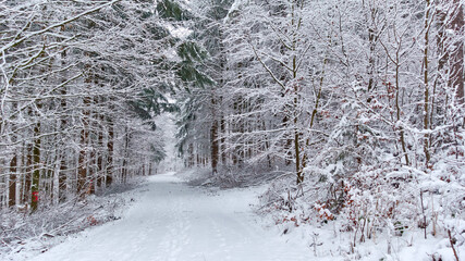 Wall Mural - The path leading through the winter snowy forest