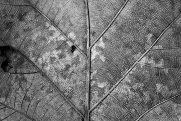 Wall Mural - black and white Teak leaf close up