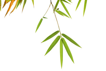 Wall Mural - Green bamboo leaf isolated on white background..