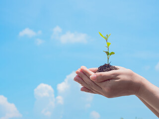 hand holding young plant ready to grow with cloud and soft blue sky background, save the world and World Environment Day concept.