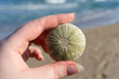 © vvicca - Skeleton of a sea urchin in a woman's hand on the background of the sea