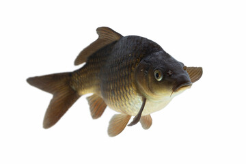 Wall Mural - Carp isolated on white background