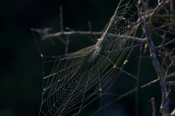 Web