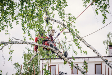 Wall Mural - Arborist cuts branches on a tree with a chainsaw, secured with safety ropes.