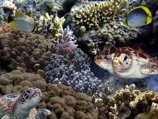 Wall Mural - Underwater Panorama With Turtle, Coral Reef And Fishes