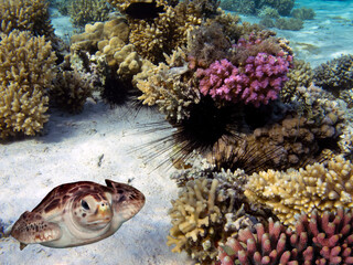 Wall Mural - Underwater Panorama With Turtle, Coral Reef And Fishes