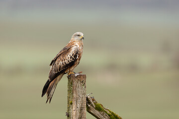Wall Mural - red kite perched on a fence post with green countryside in the background.