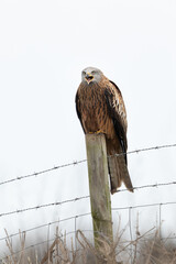 Wall Mural - Red Kite perched on a fence post squawking with a pale blue sky in the background.  