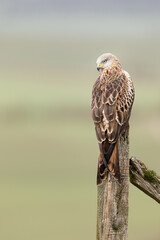 Wall Mural - red kite perched on a fence post looking over shoulder with green background.