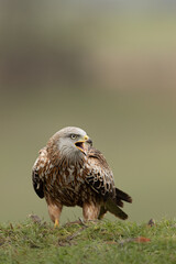 Wall Mural - red kite standing on grassy mound squawking with green background.