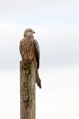 Wall Mural - red kite perched on a fence post with a pale blue sky in the background.