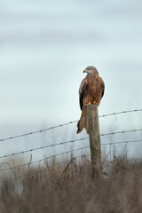 Wall Mural - red kite perched on a fence post with a blue sky background.