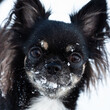 Leinwanddruck Bild - Chihuahua with snow close-up