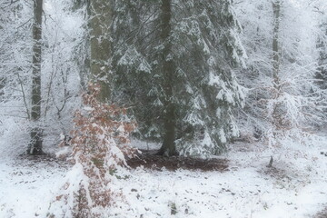 Wall Mural - forest in winter