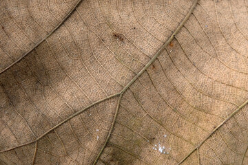 Wall Mural - Brown Teak leaf close up