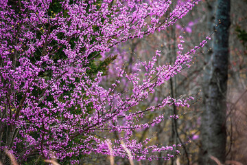 Wall Mural - Eastern Redbud Tree, Cercis Canadensis, native to eastern North America shown here in full bloom in south central Kentucky. Shallow depth of field.