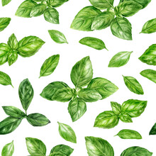 Watercolor Seamless Pattern Basil Herb Isolated On White Background.