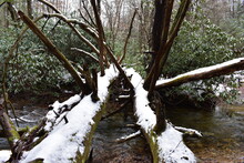 Two Fallen Snow Covered Trees With Branches Over Stream