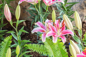 Wall Mural - pink lilly flowers are beautifully blooming in chiang rai flower.