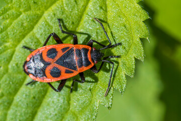 Wall Mural - Feuerwanze (Pyrrhocoris apterus)