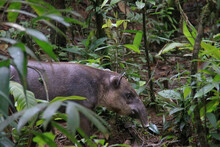 A Tapir Walking Through The Rainforest