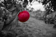 Color emphasis on an apple