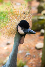 A Portrait Of A Black Crowned Crane.