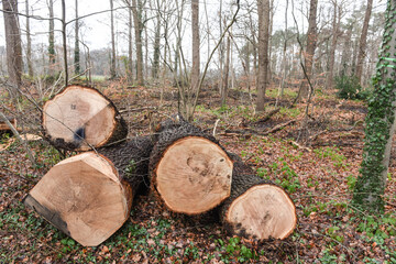 Canvas Print - bois foret couper scierie bucheron chêne planche job nature environnement 