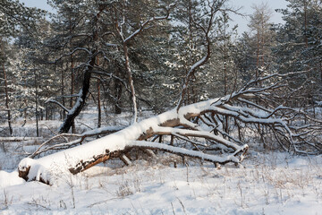 Wall Mural - windbreak tree in winter forest