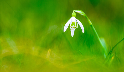 Wall Mural - snow drops at a meadow