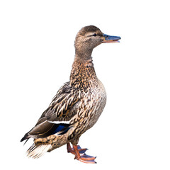 Wall Mural - The mallard or wild duck (Anas platyrhynchos), isolated on white background