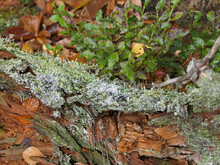 Lichen And Moss On Dead Wood In The Forest
