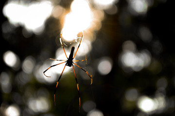 Spider 