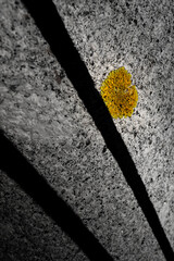 Abstract vertical background with yellow fungus and two shadow lines.