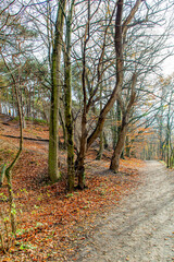 Wall Mural - Dutch forest with a dirt path between bare trees and dry brown leaves on the ground, slightly sunny winter day in Sweikhuizen, South Limburg, the Netherlands