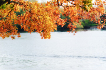 Wall Mural - maple autumn leaves over lake water