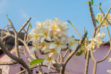 Wall Mural - flor blanca 