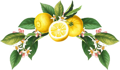 Citrus wreath arrangement with antique yellow lemon fruits, blossoms, green leaves