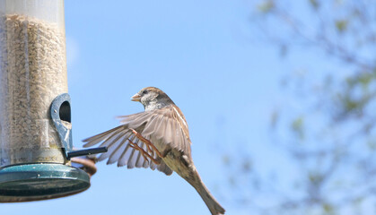 House Sparrow feeding from bird table with blue background copy text