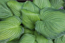 Green Leaves Of Hosta Grow In A Spring Flowerbed In The Park.
