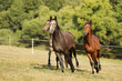 Three stallions breed for showjumping galloping on meadow on summer afternoon. Agricultural scene