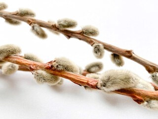 Willow branch isolated on white background. Fluffy buds. Happy Easter concept
