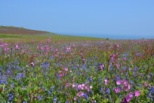 Field Of Bluebells And Pink Campion In Bloom Near The Stone Rocks In May At Skomer Island, Pembrokeshire Coast, Wales, UK. Beautiful Landscape Scenery Of Spring Wildflower Meadows. Space For Copy. 