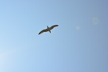 A Seabird In The Blue Sky At Skomer Island, Wales