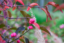 Berry Of Pink Spindle Tree In Autumn 